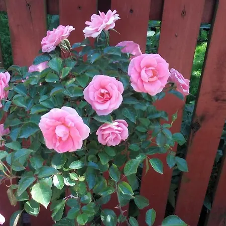 Goscinny Prog Kroscienko nad Dunajcem