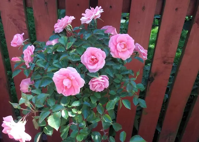 Goscinny Prog Krościenko